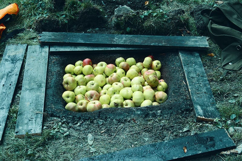Eine Erdmiete voller Äpfel