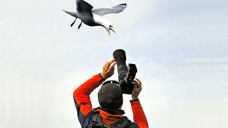 Heiko Gärtner: Vogel-Fotografie auf Island