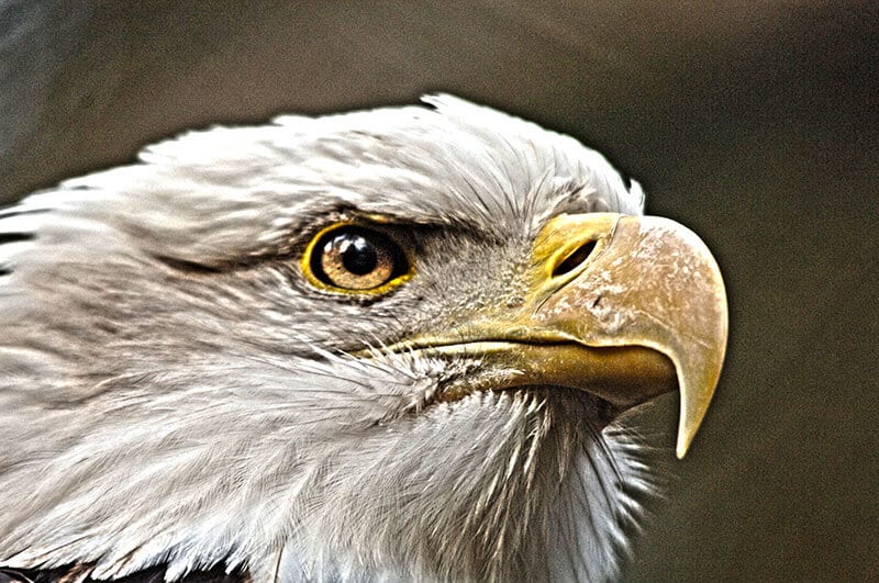 Der Blick des Adlers