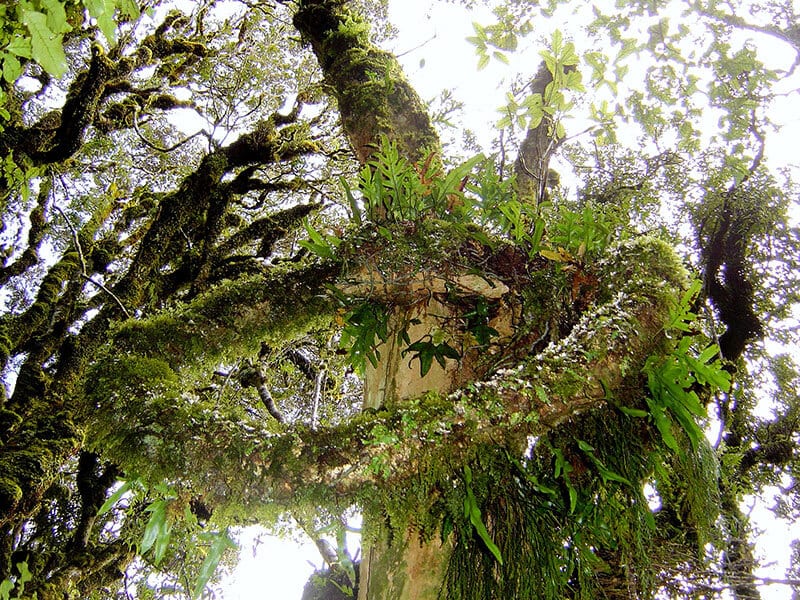Seltsam gewachsener Baum auf Neuseeland